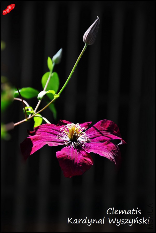 4DSC_8768.jpg