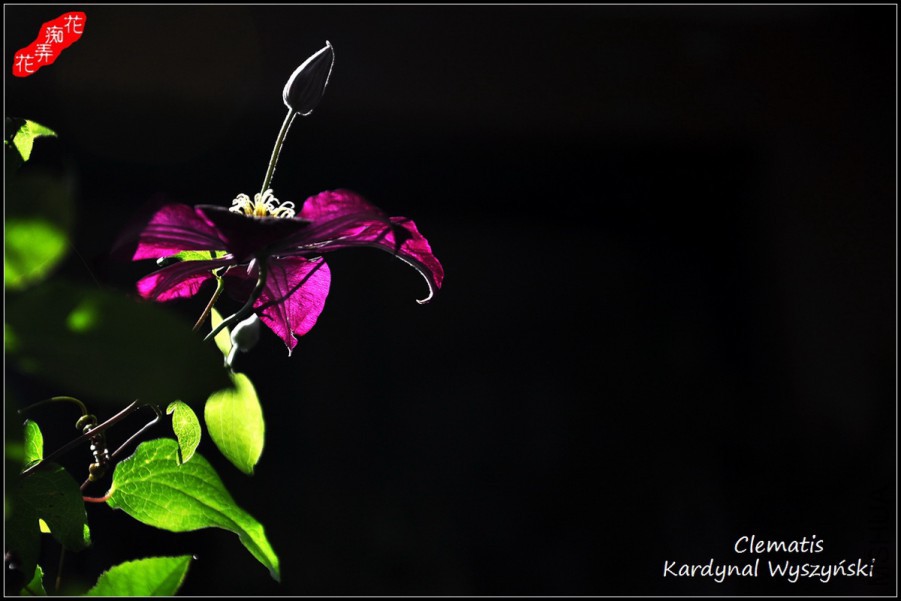 5DSC_8727.jpg