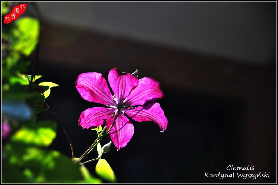 8DSC_8726.jpg