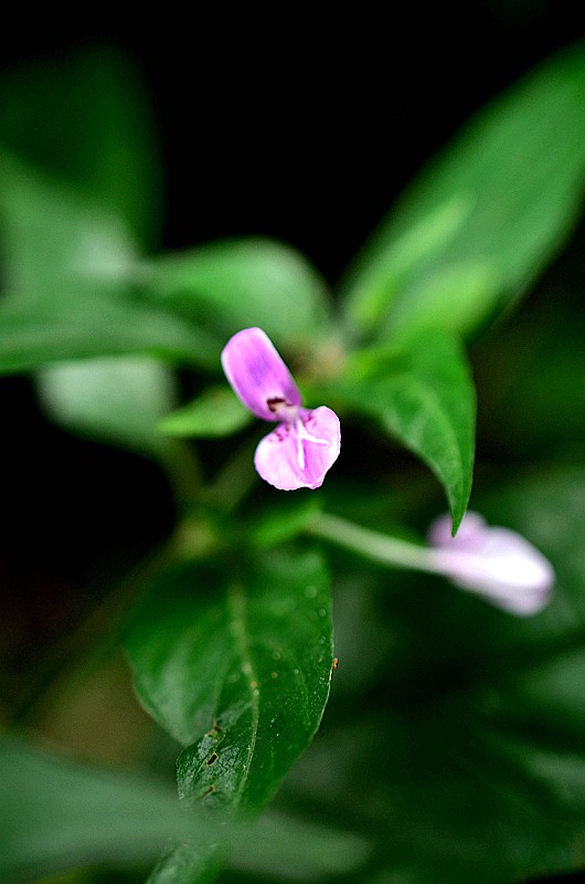 �����ƾ�ͷʨ�Ӳ� (1).JPG