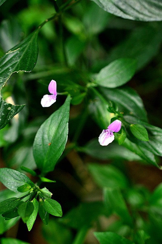 �����ƾ�ͷʨ�Ӳ� (2).JPG