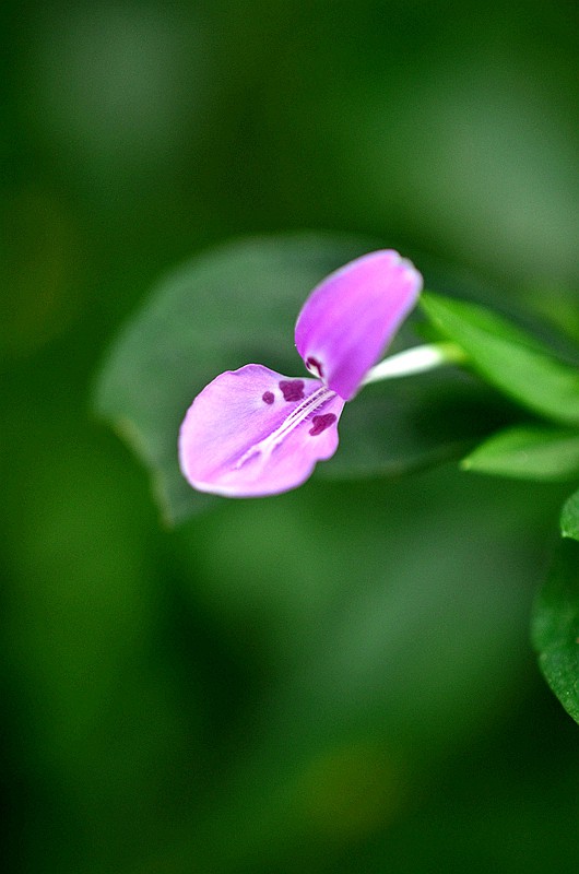 �����ƾ�ͷʨ�Ӳ� (3).JPG