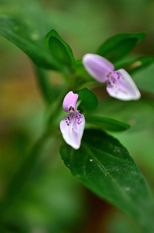 �����ƾ�ͷʨ�Ӳ� (4).JPG