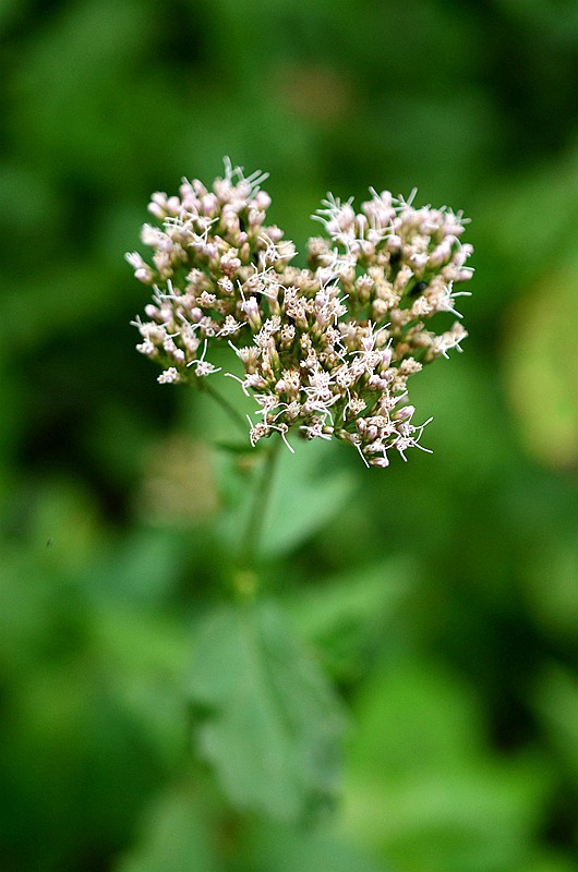 �տƻ����� (1).JPG