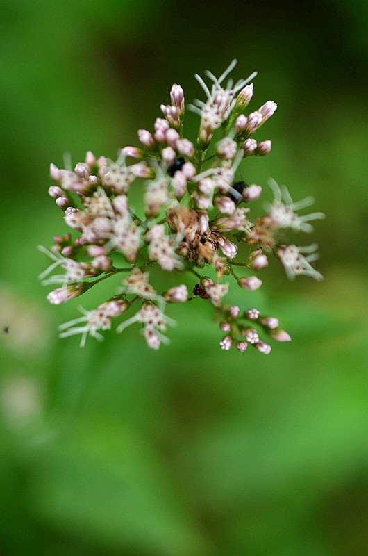 �տƻ����� (2).JPG