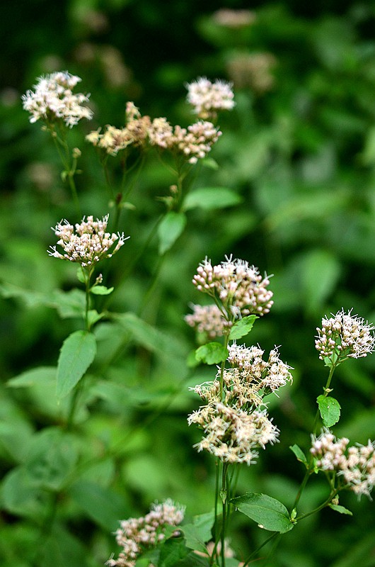 �տƻ����� (3).JPG