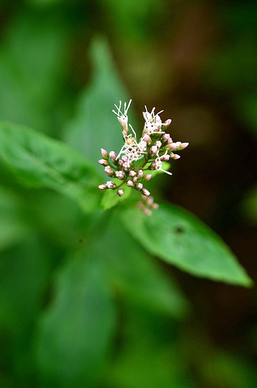 �տƻ����� (4).JPG