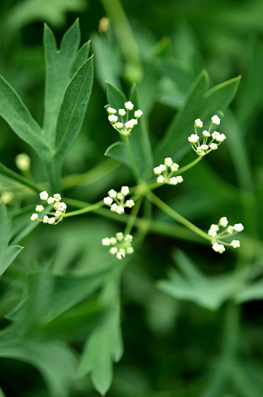 ɡ�οƷ��� (1).JPG