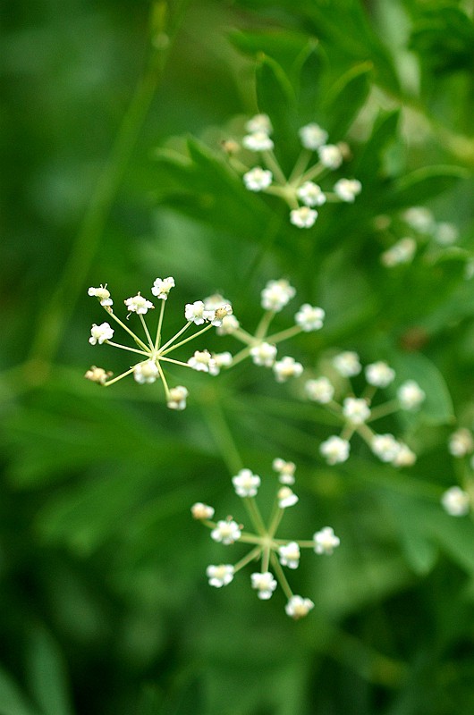 ɡ�οƷ��� (2).JPG