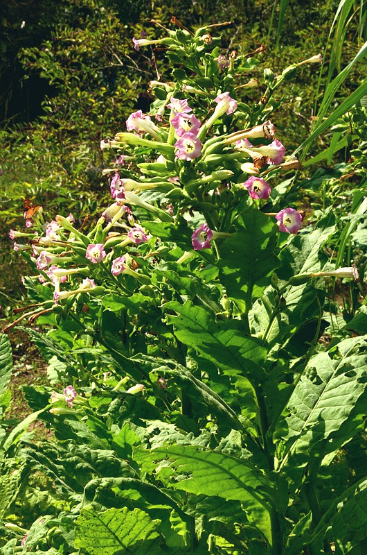 �ѿ��̲� (1).JPG