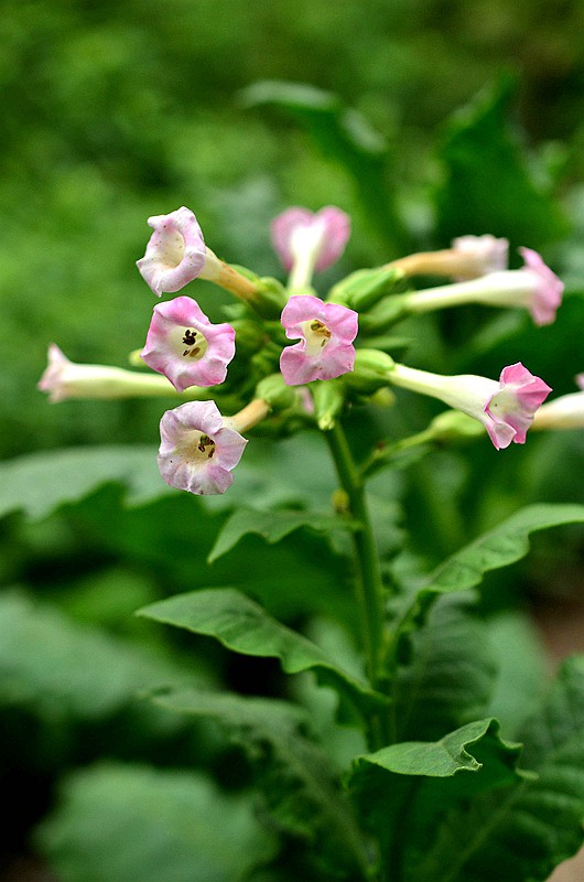 �ѿ��̲� (2)..JPG