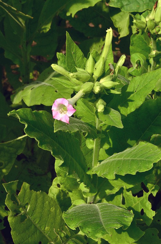 �ѿ��̲� (2).JPG