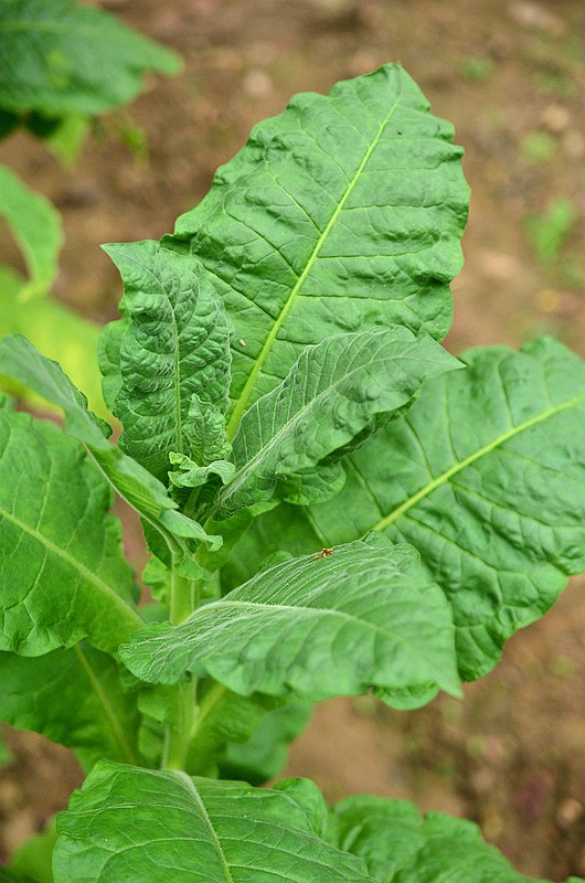 �ѿ��̲� (4).JPG