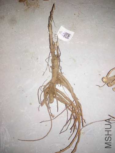 1b04afea9b5a4add.jpg