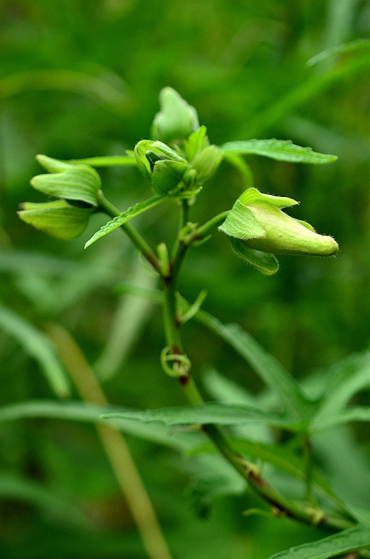 �����ƻ���� (1).JPG