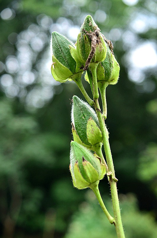 �����ƻ���� (3).JPG