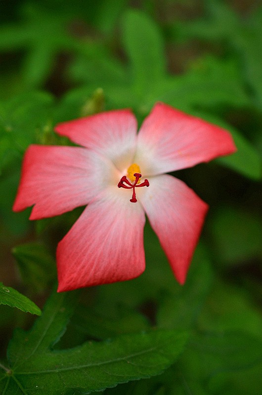 �����Ƽ�Ҷ��� (1).JPG