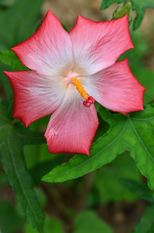 �����Ƽ�Ҷ��� (2).JPG