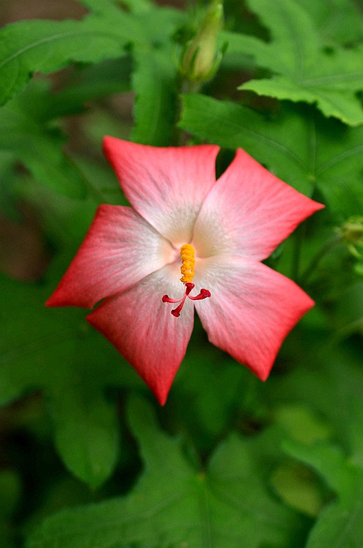 �����Ƽ�Ҷ��� (3).JPG