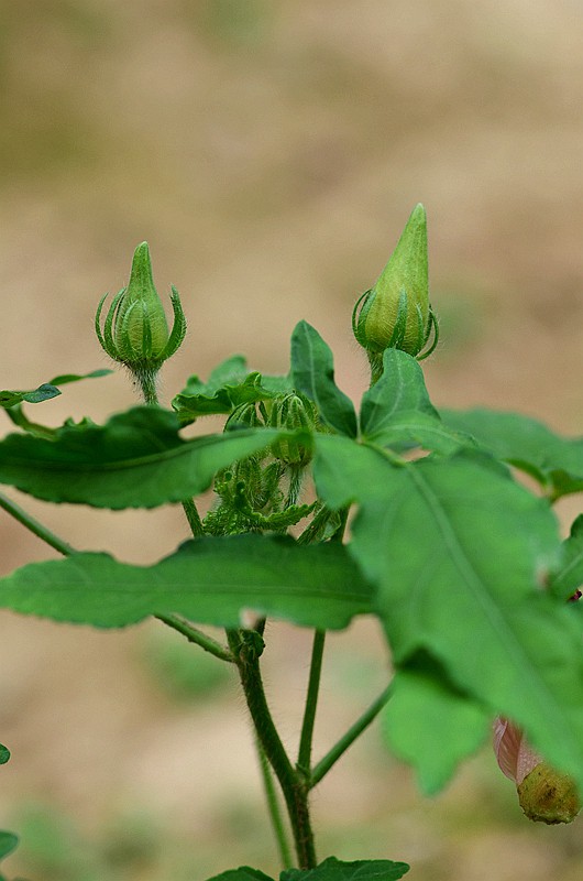 �����Ƽ�Ҷ��� (4).JPG