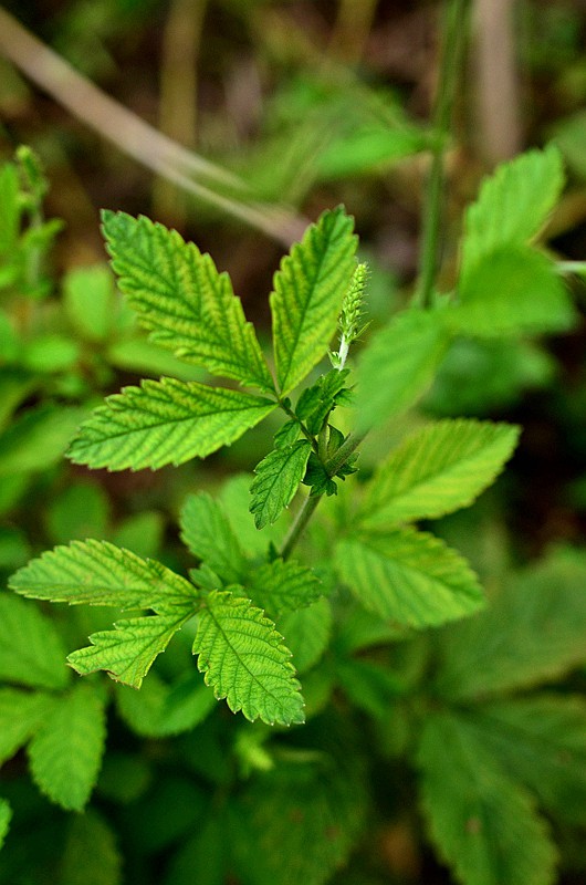 Ǿޱ���ɺײ� (1).JPG