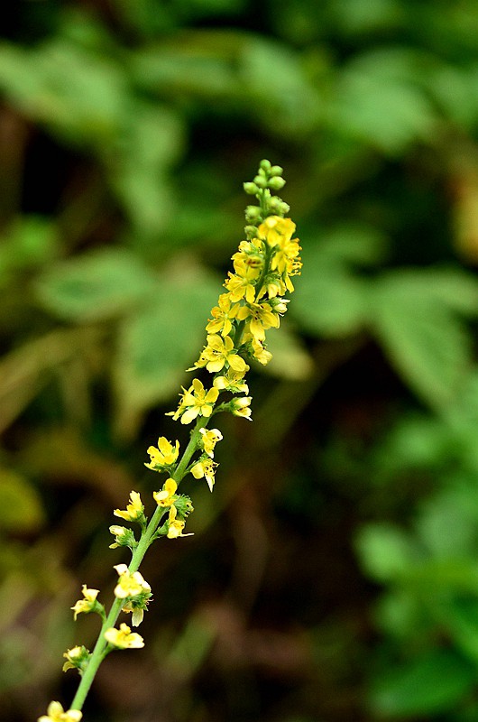 Ǿޱ���ɺײ� (3).JPG