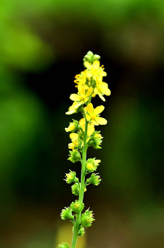 Ǿޱ���ɺײ� (4).JPG