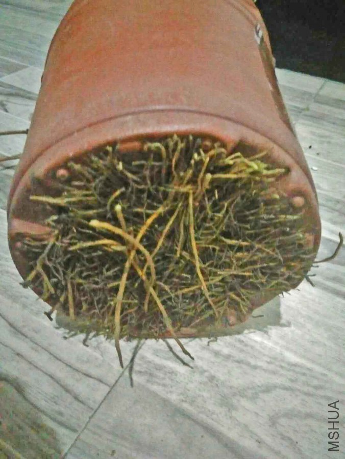 ޱ��ɯ