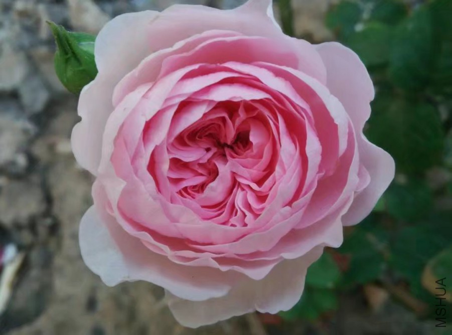 psb (2).jpg