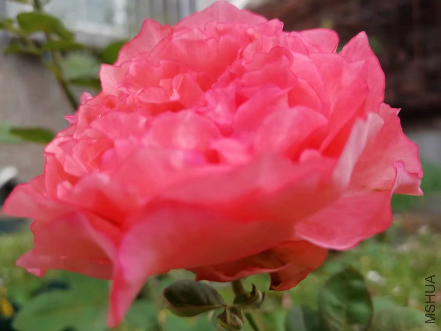 psb (22).jpg