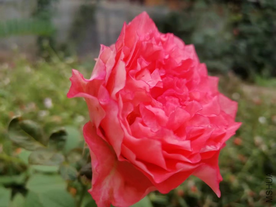 psb (23).jpg