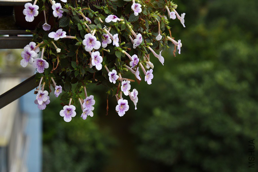 DSC_3083.jpg