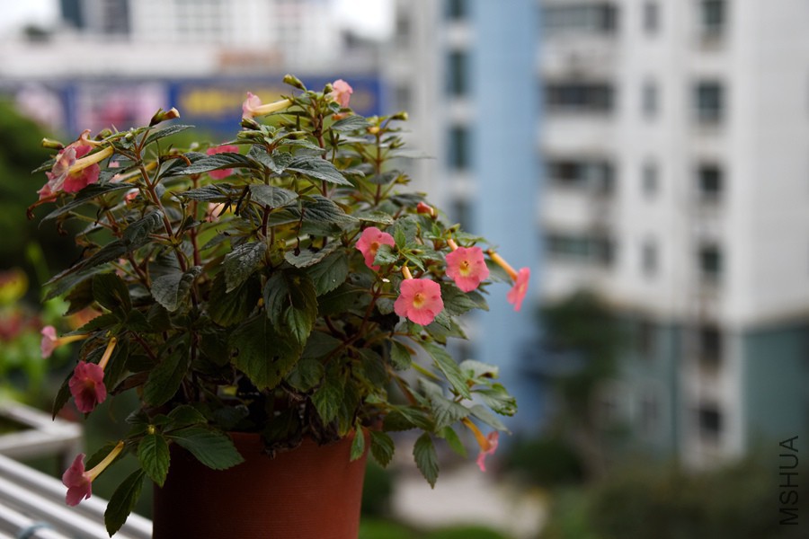 DSC_3069.jpg