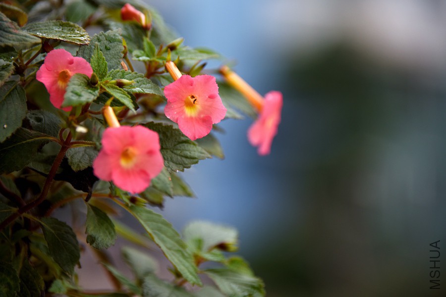 DSC_3070.jpg