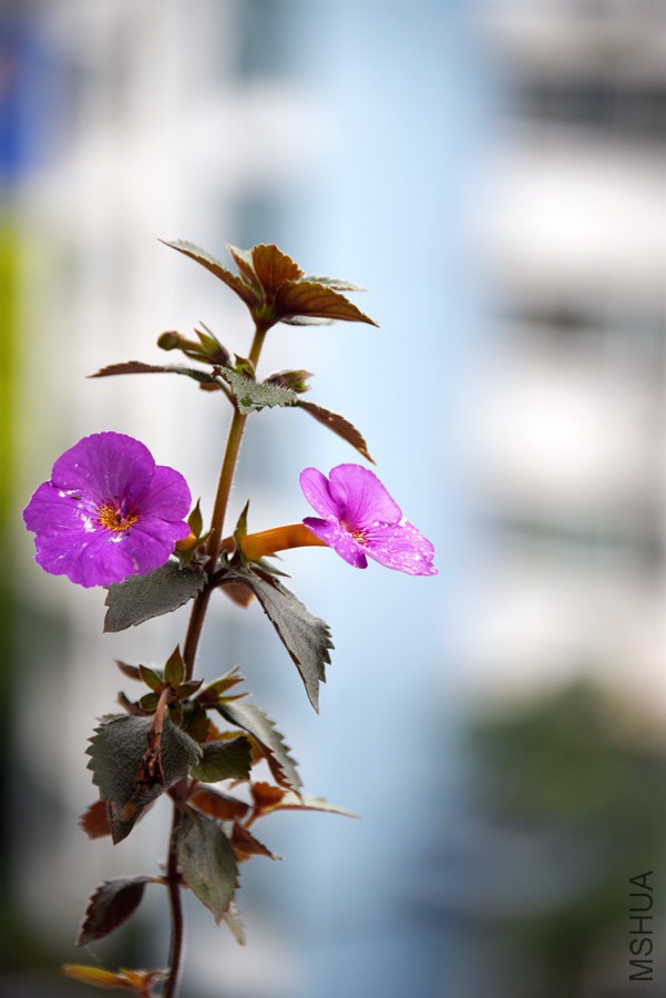 DSC_3073.jpg
