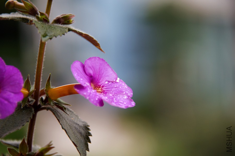 DSC_3075.jpg