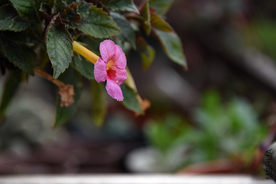 DSC_2442.jpg