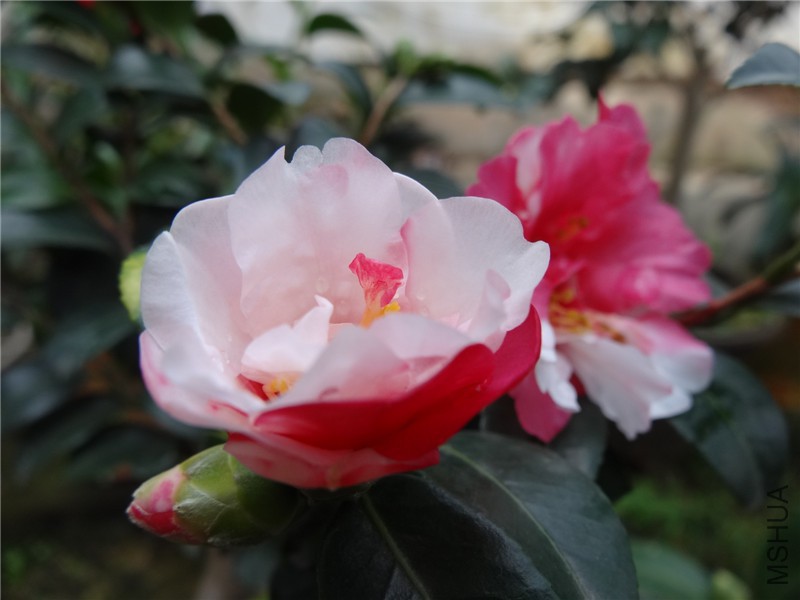 DSC02945.jpg