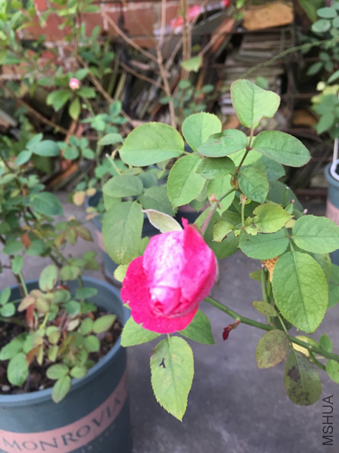 IMG_0706_����.jpg