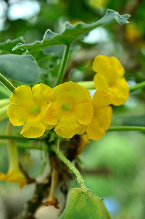 ����ƻƻ����� (3).JPG