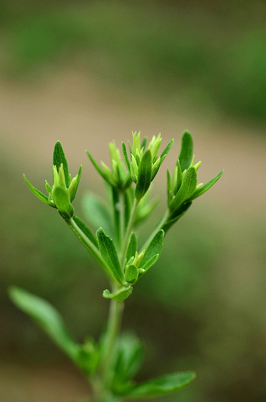 �տ���Ҷ�� (1).JPG