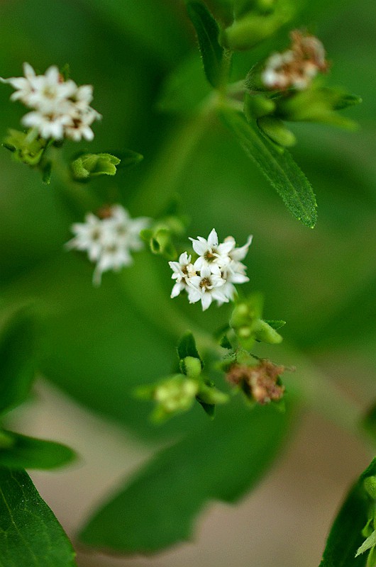 �տ���Ҷ�� (3).JPG