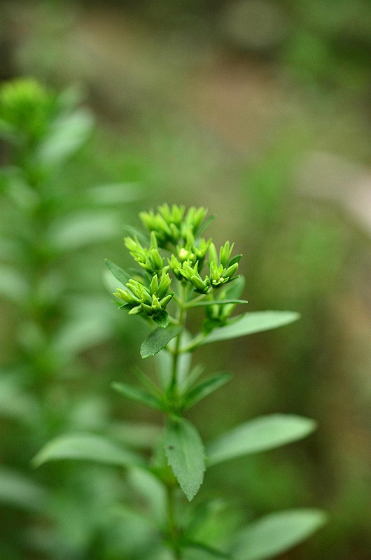 �տ���Ҷ�� (2).JPG