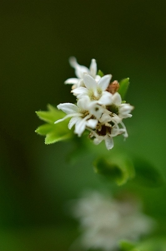 �տ���Ҷ�� (4).JPG