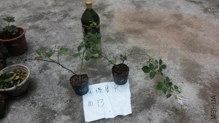 ������С 20171013_122600.jpg