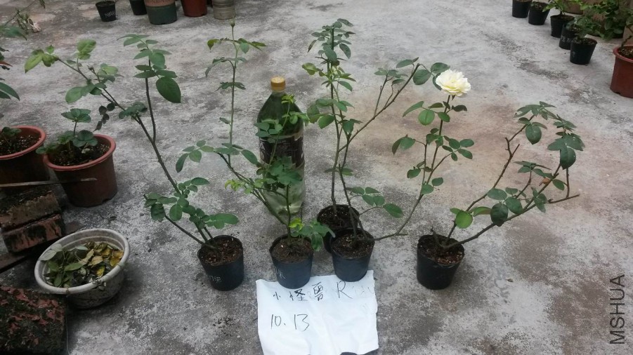 ������С 20171013_122500.jpg