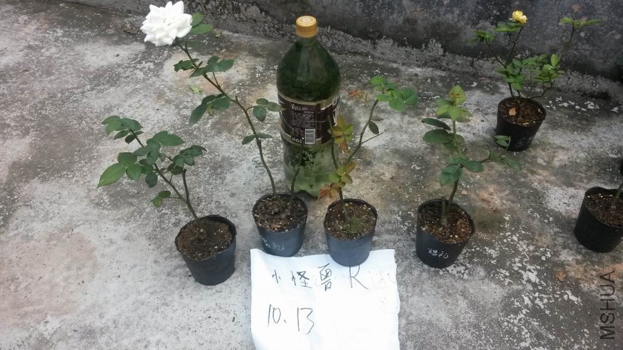 ������С 20171013_122707.jpg