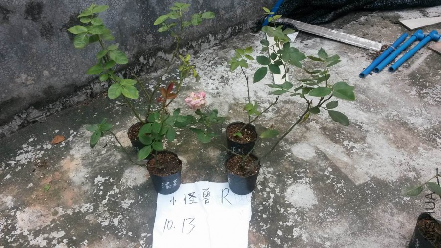 ������С 20171013_123028.jpg