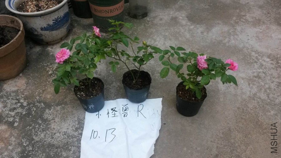 ������С 20171013_123148.jpg