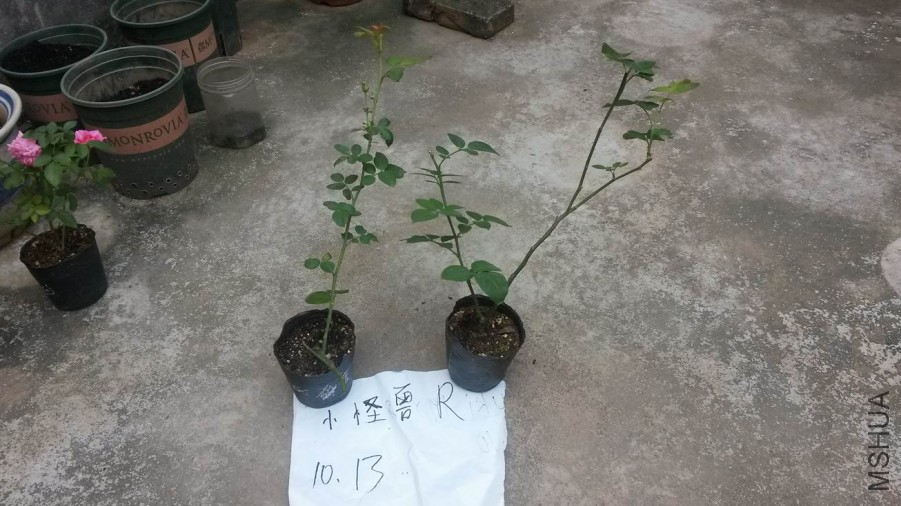 ������С 20171013_123322.jpg